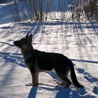 GSDBW